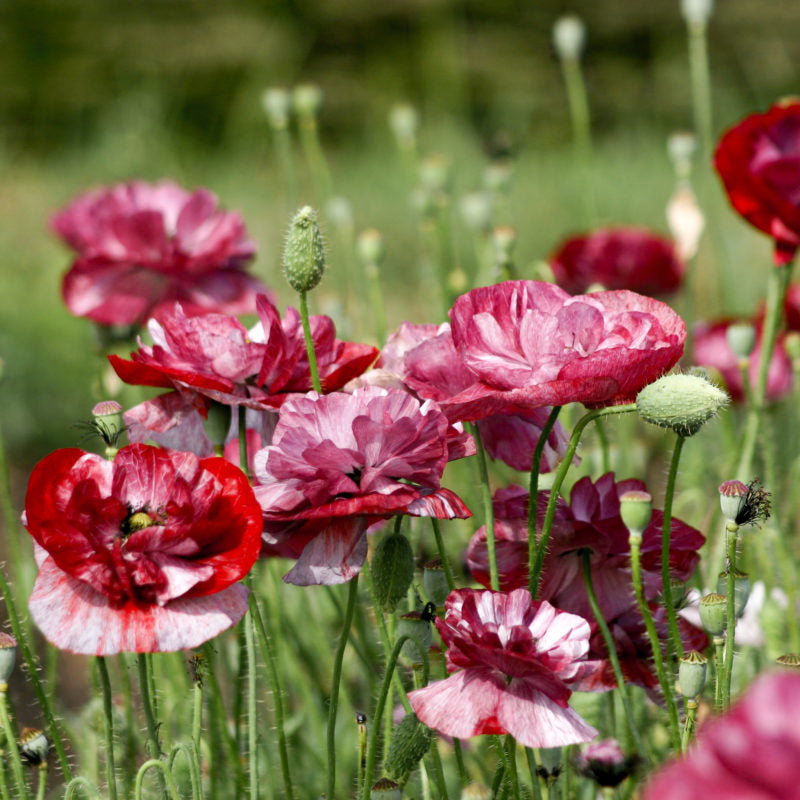 Blumensamen - Papaver rhoeas "Pandora" (Klatschmohn)