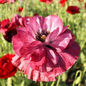 Blumensamen - Papaver rhoeas "Pandora" (Klatschmohn)