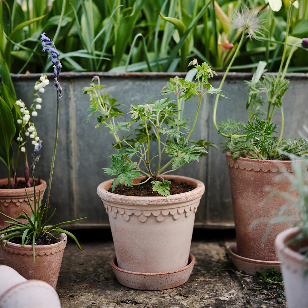 Blumentopf mit Unterteller Københavner | Rosa Ø: 18 cm