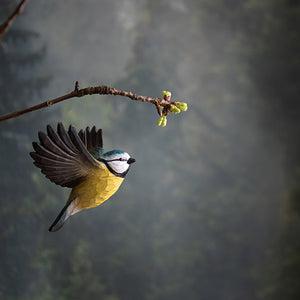 Deco Bird | BLAUMEISE