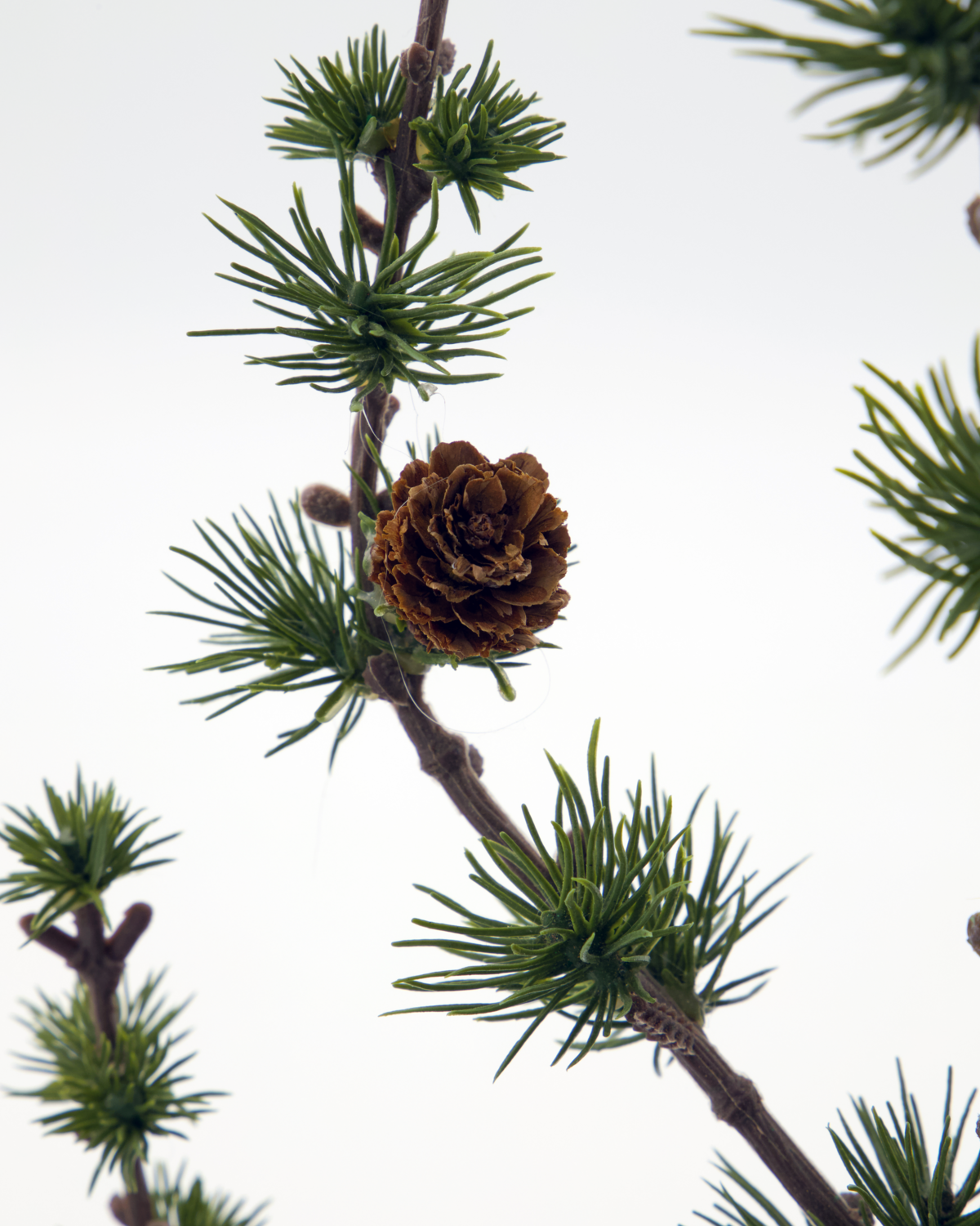 Zedernbaum STAY | 40 cm