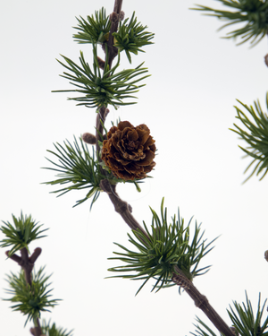 Zedernbaum STAY | 40 cm