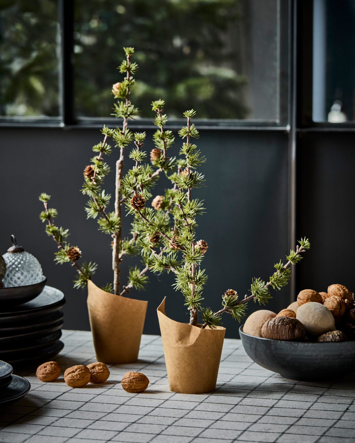 Zedernbaum STAY | 40 cm