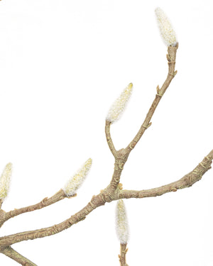 Künstlicher Ast | MAGNOLIA
