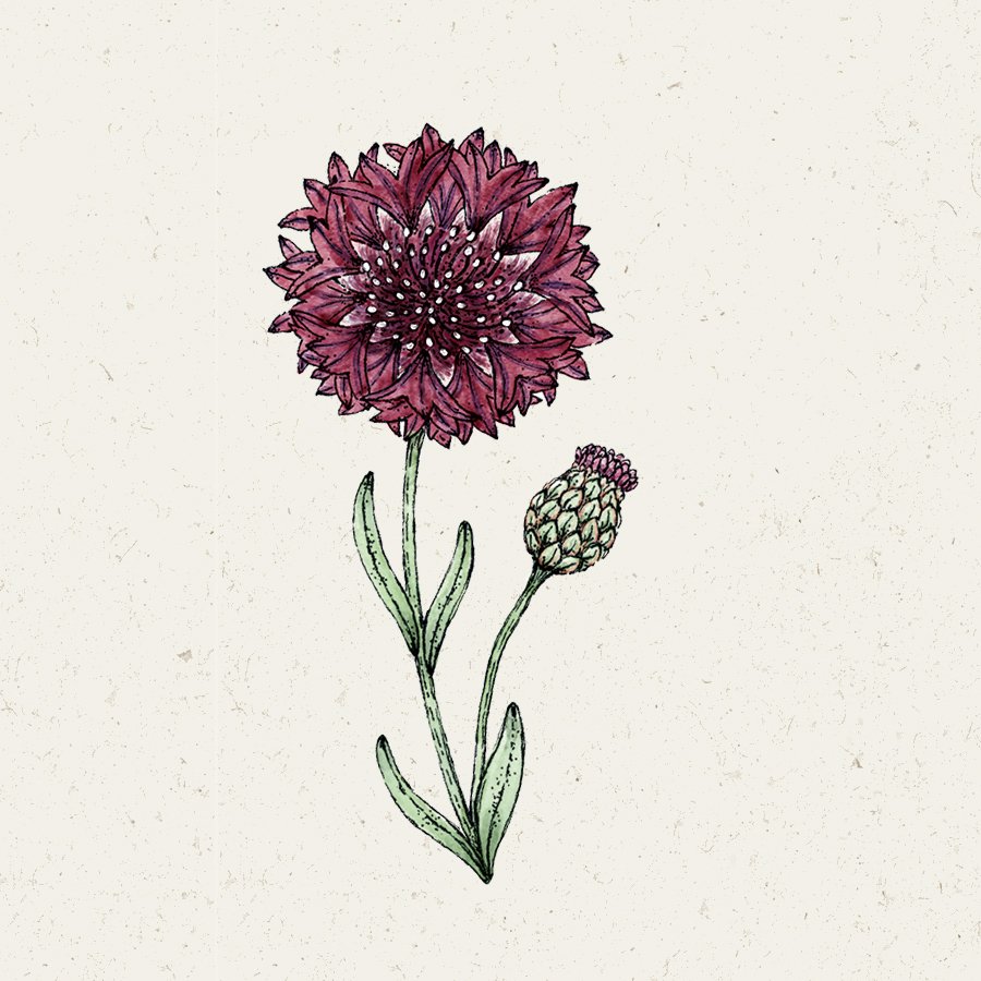 Blumensamen | Centaurea cyanus "Black Ball" (Kornblume)