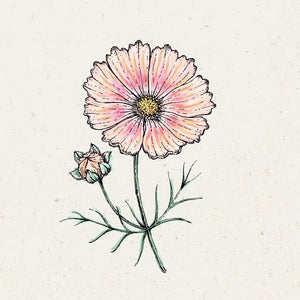 Blumensamen | Cosmos Bipinnatus "Apricot Lemonade" (Kosmee)