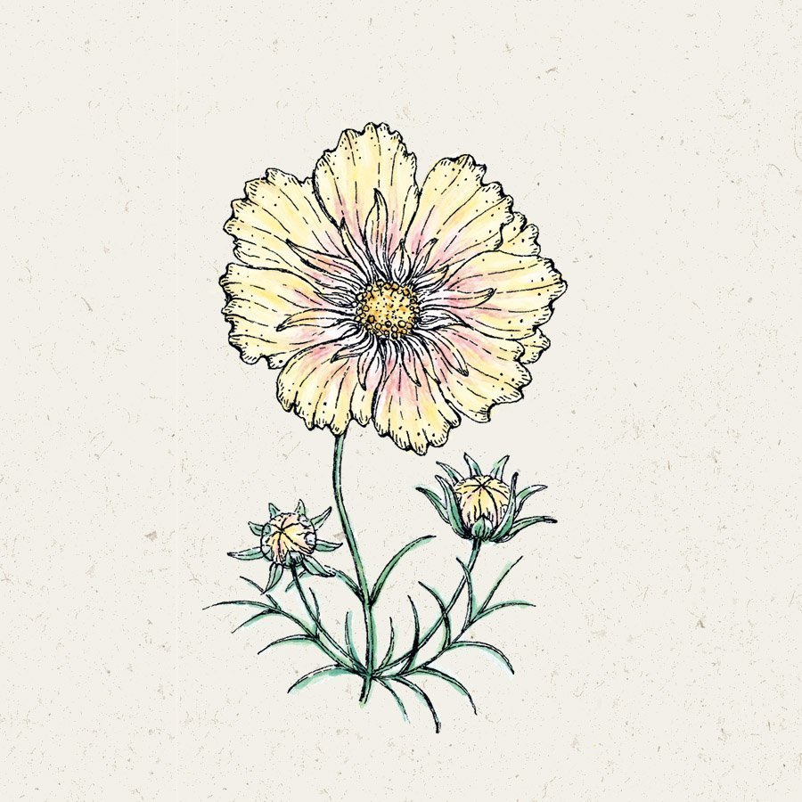 Blumensamen | Cosmos Bipinnatus "Xanthos" (Kosmee)