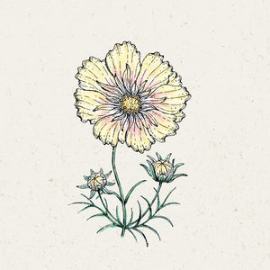 Blumensamen - Cosmos Bipinnatus "Xanthos" (Kosmee)