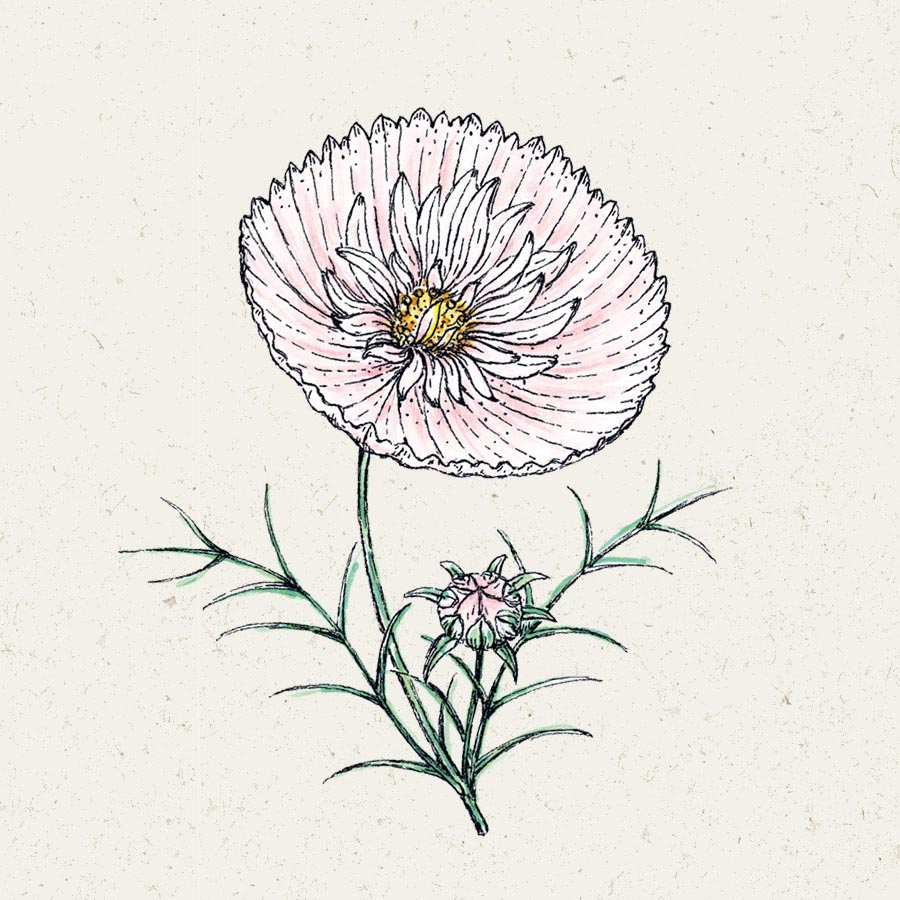 Blumensamen | Cosmos bipinnatus "Cupcake Blush" (Kosmee)