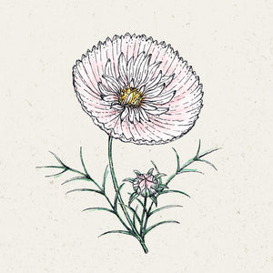 Blumensamen - Cosmos bipinnatus "Cupcake Blush" (Kosmee)