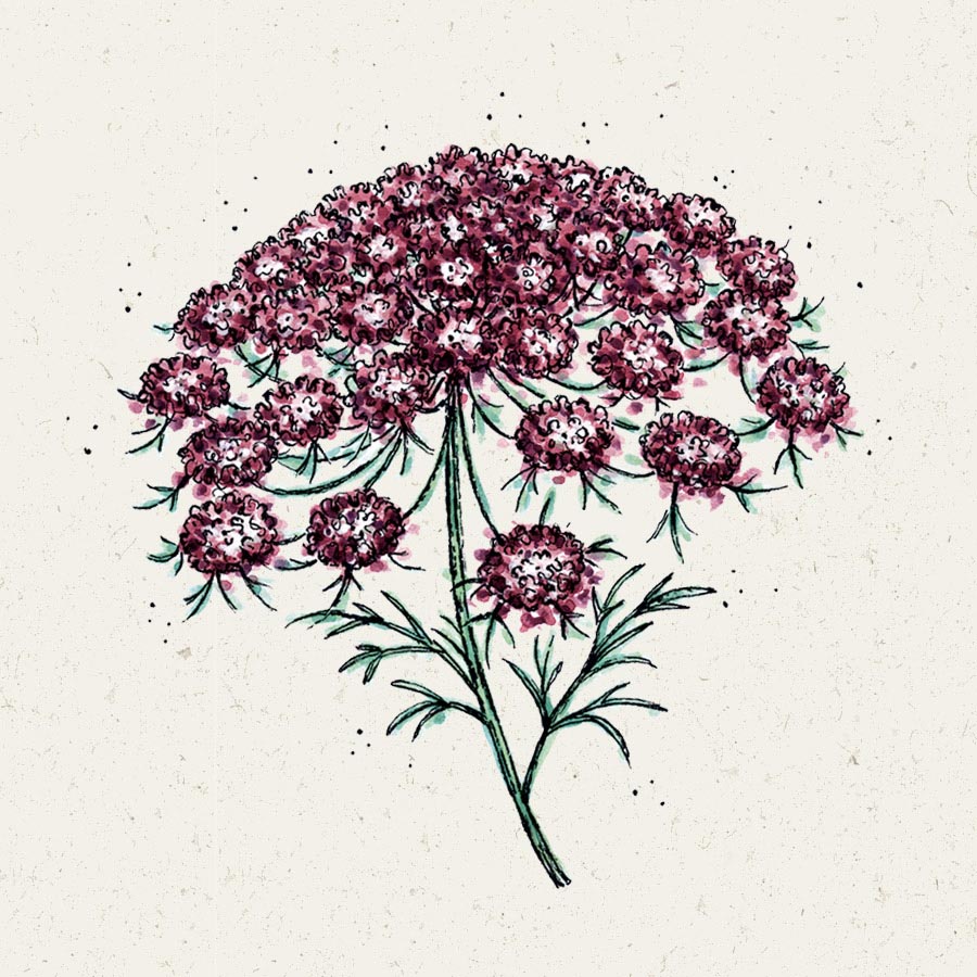 Blumensamen - Daucus carota "Dara" (Wilde Möhre)