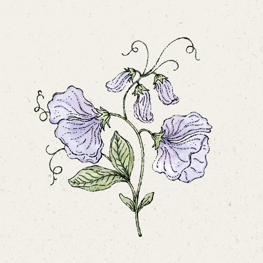 Blumensamen | Lathyrus odoratus "Spring Sunshine Light Blue" (Duftwicke)