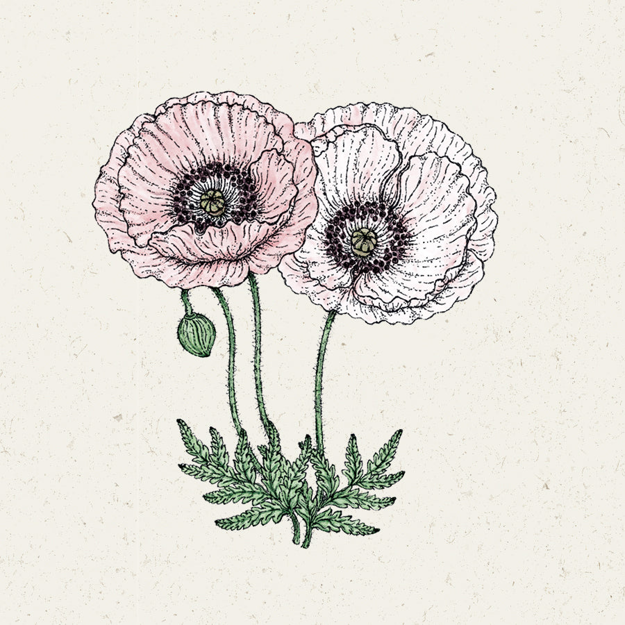 Blumensamen | Papaver rhoeas "Mother Of Pearl" (Klatschmohn)
