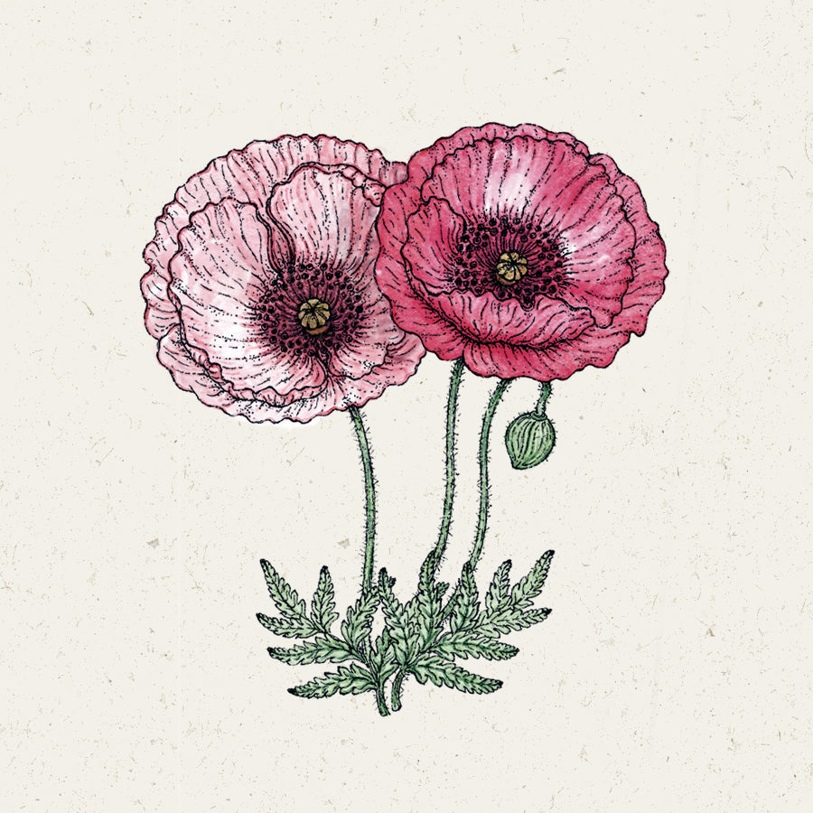 Blumensamen | Papaver rhoeas "Pandora" (Klatschmohn)