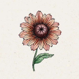 Blumensamen | Rudbeckia 'Sahara' (Sonnenhut)