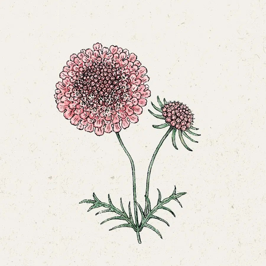 Blumensamen | Scabiosa atropurpurea "Salmon Queen" (Skabiose)