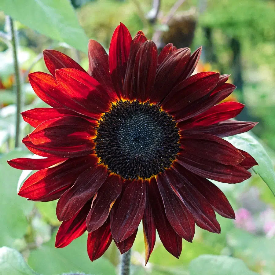 Blumensamen | Helianthus annus "Pro Cut Red" (Sonnenblume)