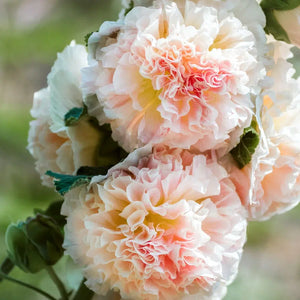 Blumensamen | Alcea rosea 'Queeny Salmon' (Stockrose)