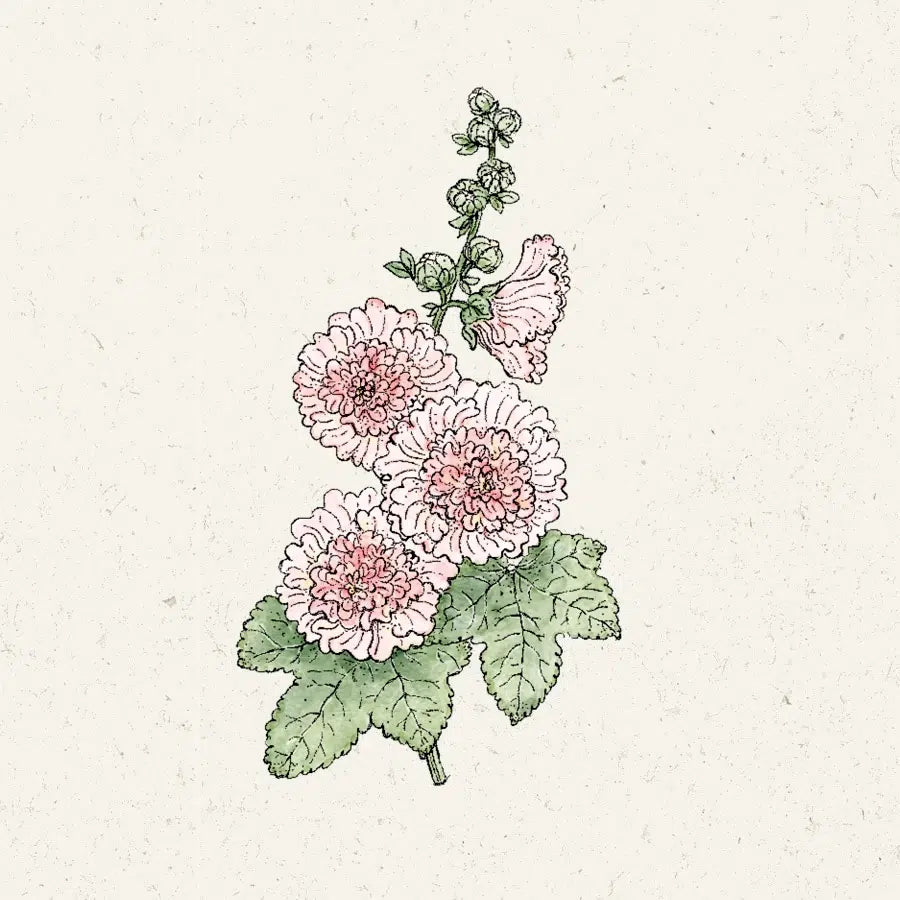 Blumensamen | Alcea rosea 'Queeny Salmon' (Stockrose)