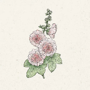 Blumensamen | Alcea rosea 'Queeny Salmon' (Stockrose)