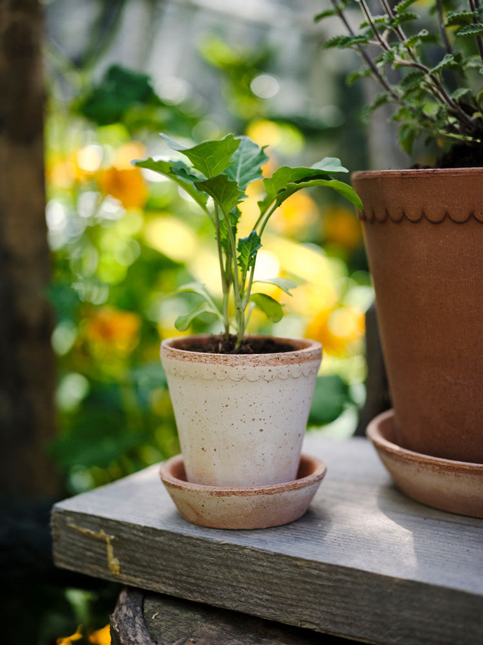 Blumentopf mit Unterteller Helena | Rosa Ø: 8.5 cm