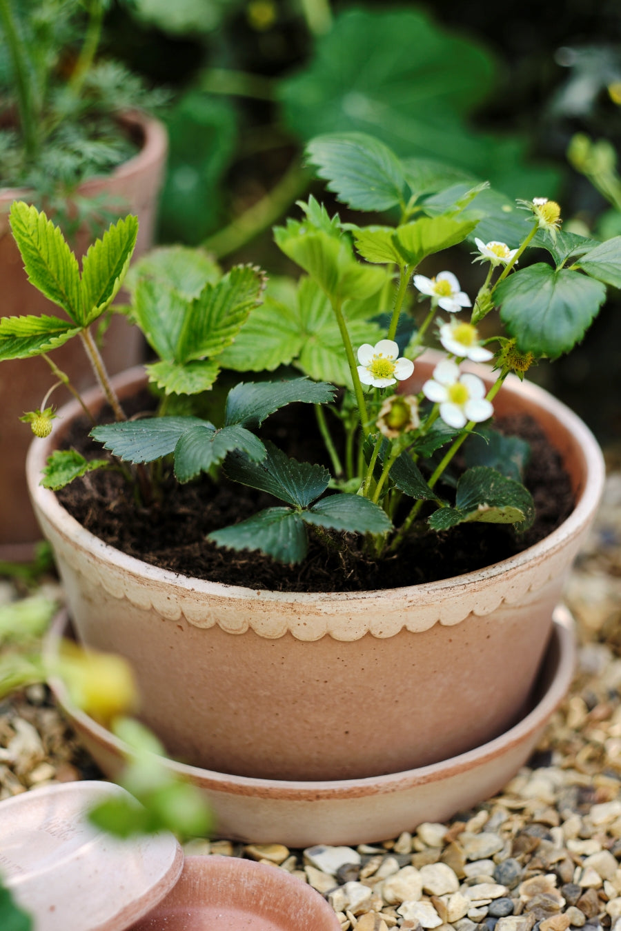 Blumentopf mit Unterteller Helena | Rosa tief Ø: 21 cm