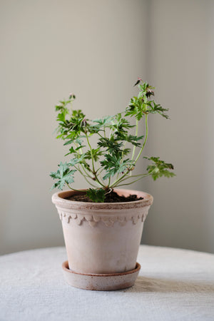 Blumentopf mit Unterteller Københavner | Rosa Ø: 21 cm
