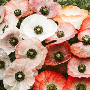 Blumensamen - Papaver rhoeas "Mother Of Pearl" (Klatschmohn)