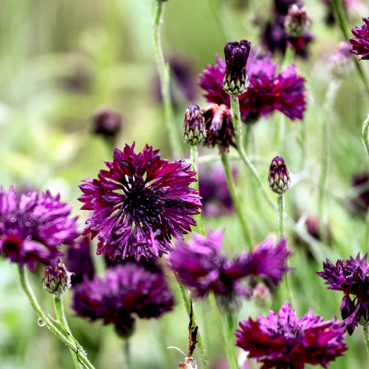 Blumensamen | Centaurea cyanus "Black Ball" (Kornblume)