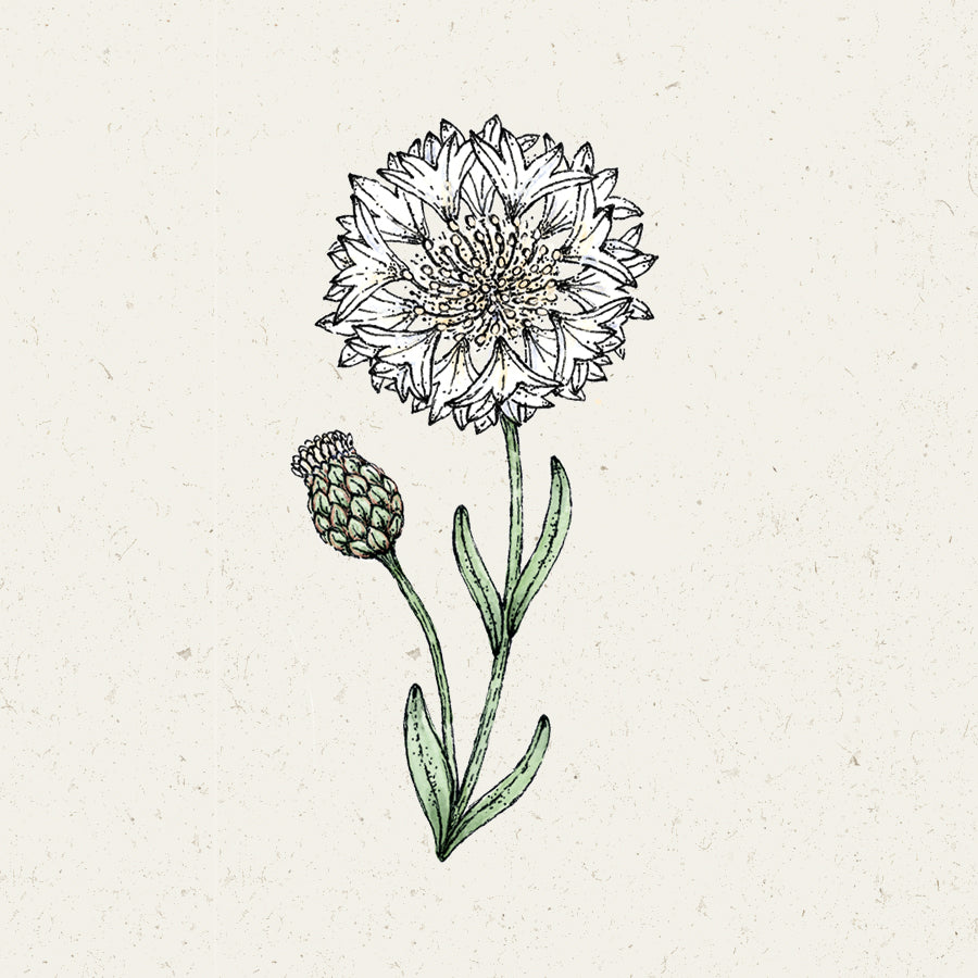 Blumensamen | Centaurea cyanus "White Ball" (Kornblume)