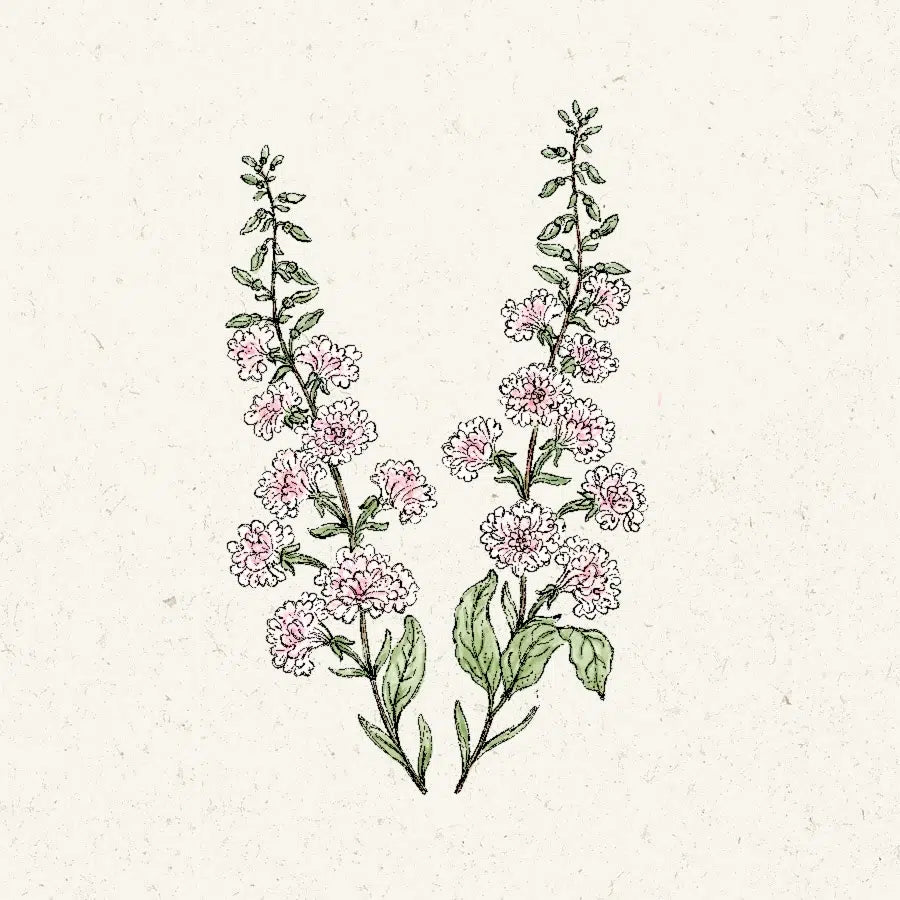 Blumensamen | Clarkia unguiculata 'Appleblossom' (Mandelröschen)