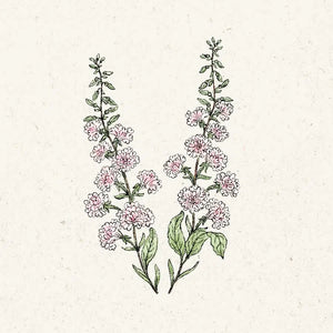 Blumensamen | Clarkia unguiculata 'Appleblossom' (Mandelröschen)