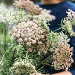 Blumensamen - Daucus carota "Dara" (Wilde Möhre)