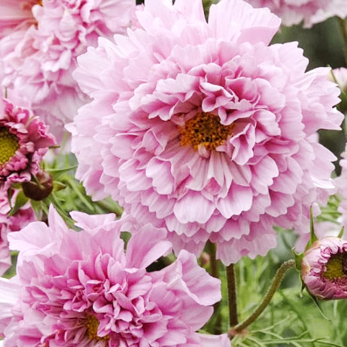 Blumensamen | Cosmos bipinnatus 'Double Click Rose Bonbon' (Kosmee)