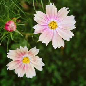 Blumensamen | Cosmos Bipinnatus "Apricot Lemonade" (Kosmee)