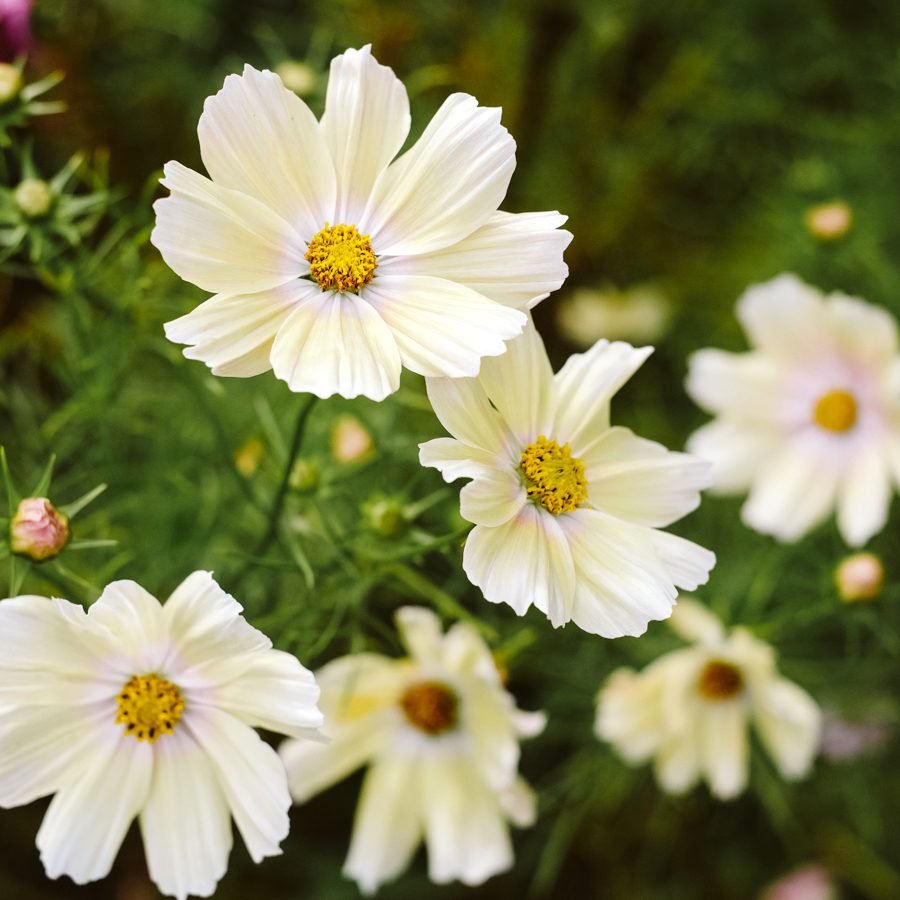 Blumensamen | Cosmos Bipinnatus "Xanthos" (Kosmee)
