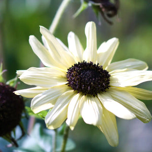 Blumensamen | Helianthus debilis "Vanilla Ice" (Sonnenblume)