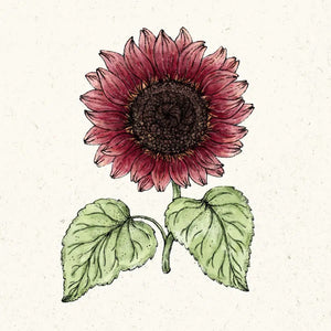 Blumensamen | Helianthus annus "Pro Cut Red" (Sonnenblume)