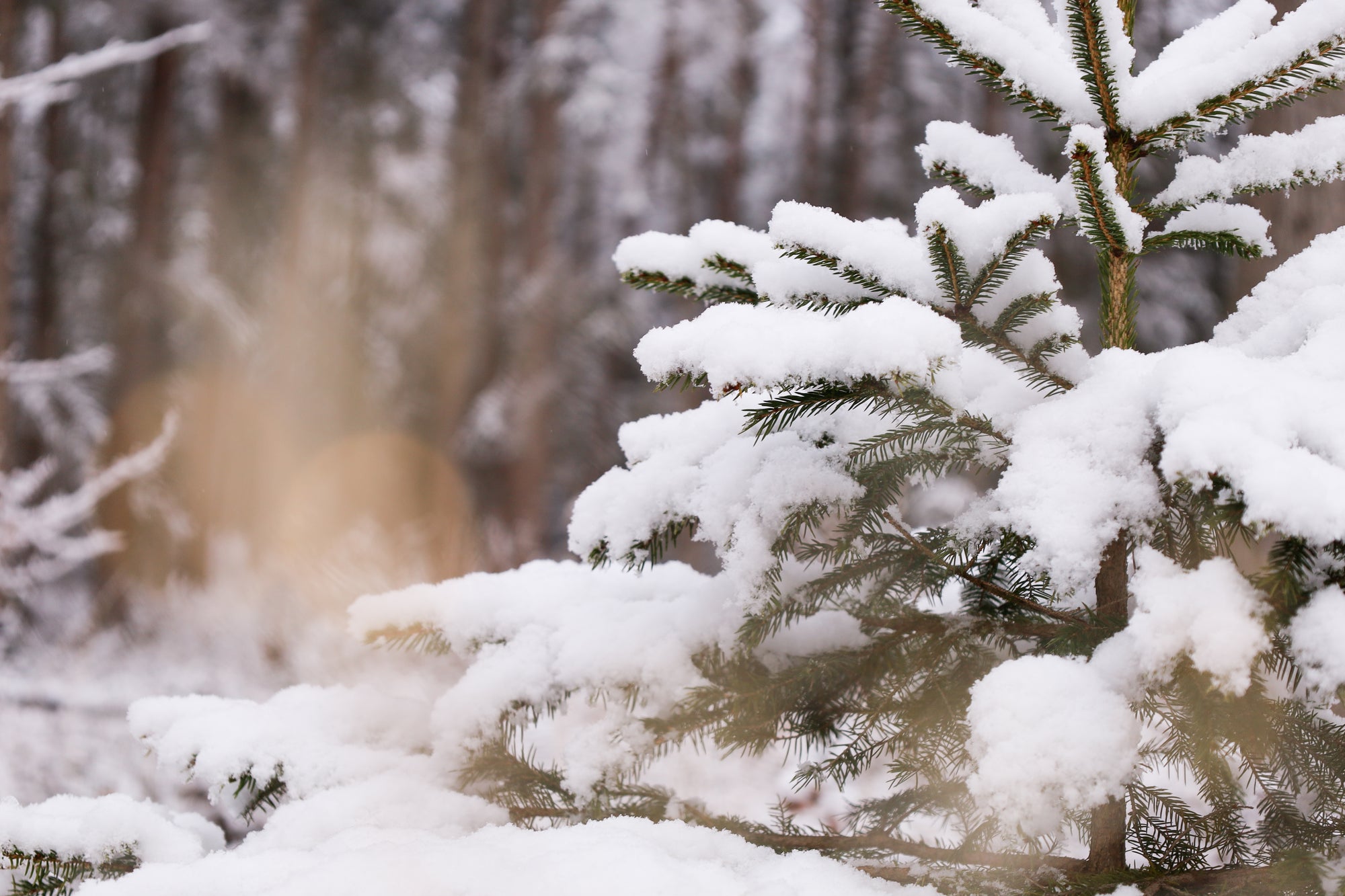 Adventskalender SCHWEDISCHES - ADVENTSDORF