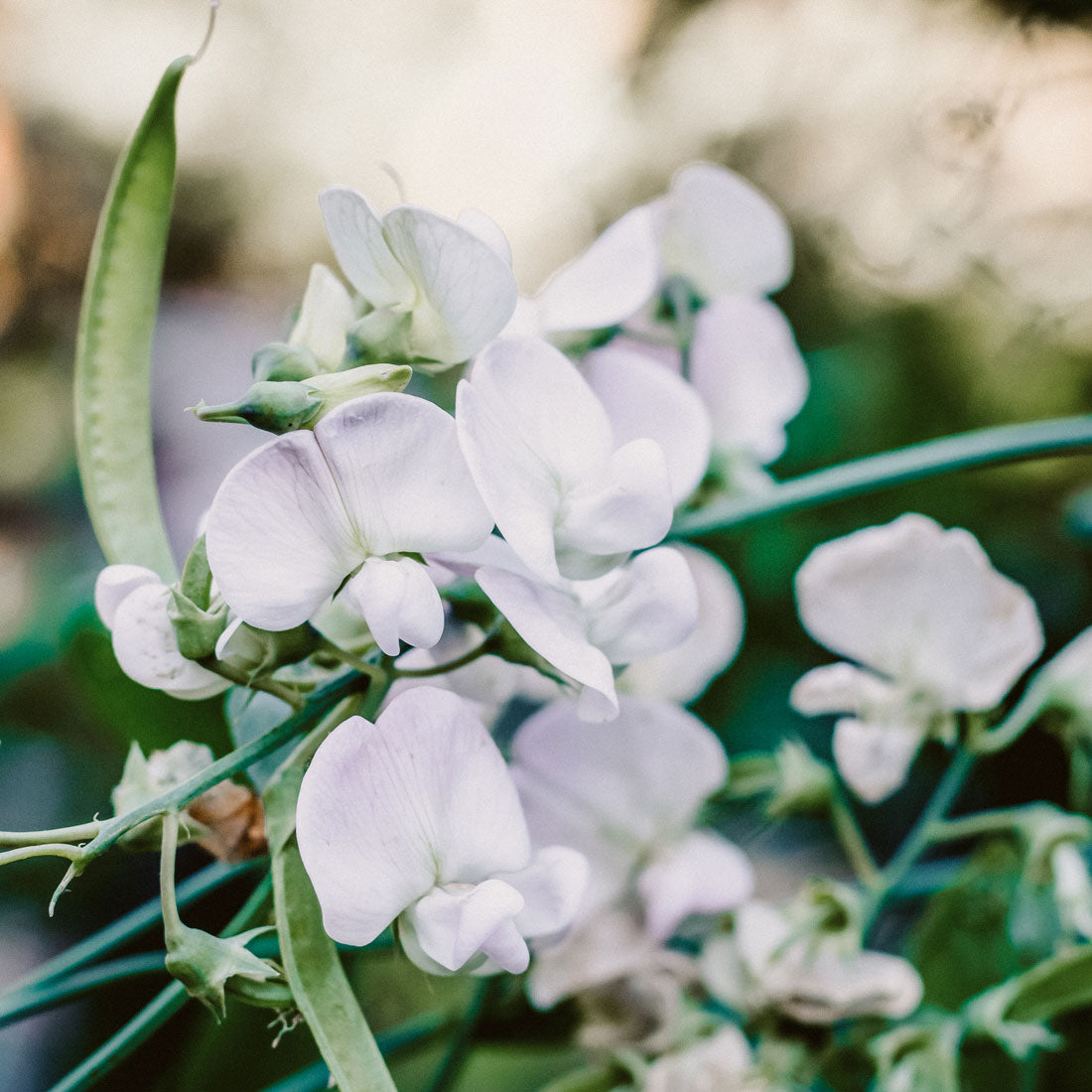 Blumensamen | Lathyrus odoratus "Spring Sunshine Light Blue" (Duftwicke)