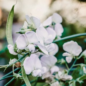 Blumensamen - Lathyrus odoratus "Spring Sunshine Light Blue" (Duftwicke)