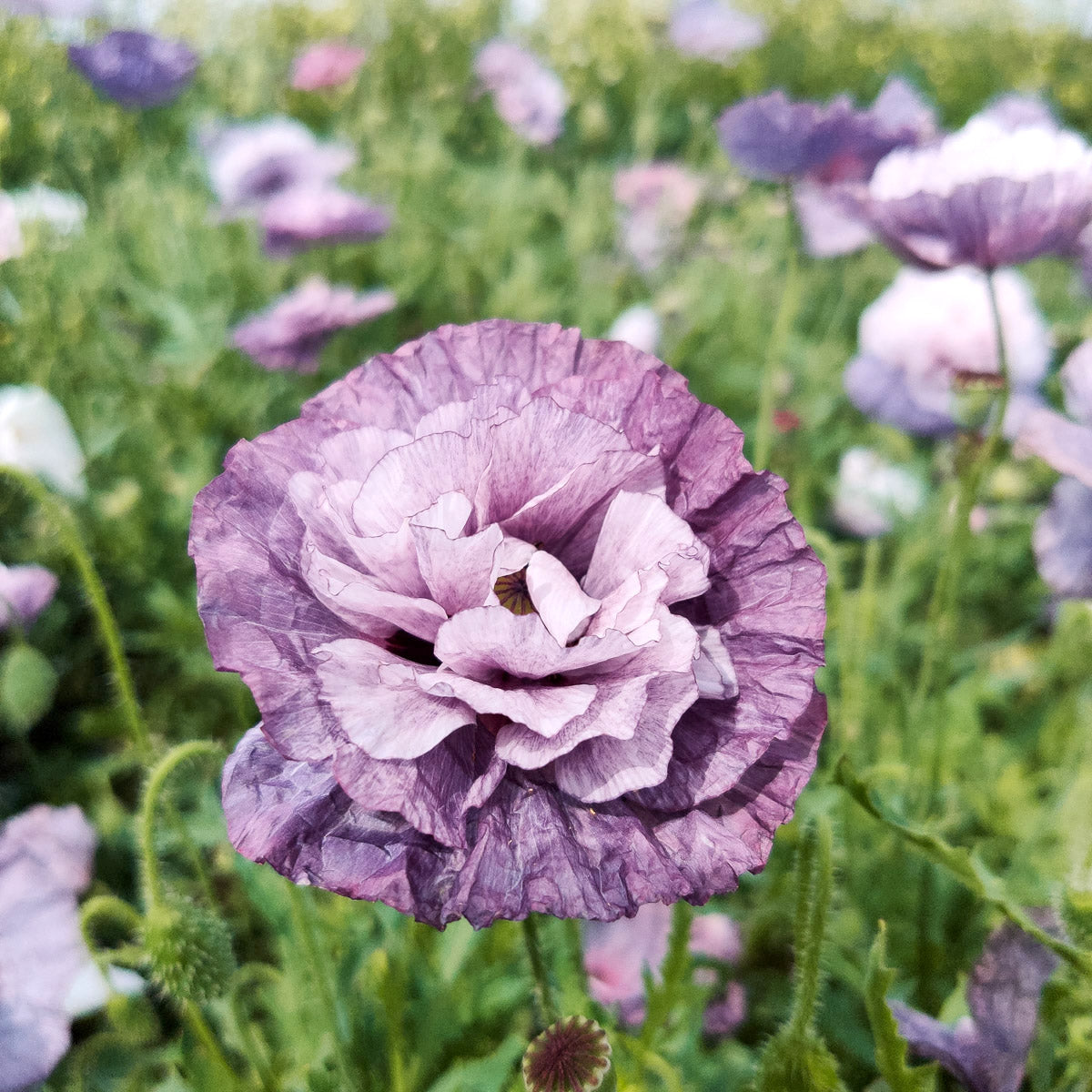 Blumensamen - Papaver rhoeas "Amazing Grey" (Klatschmohn)