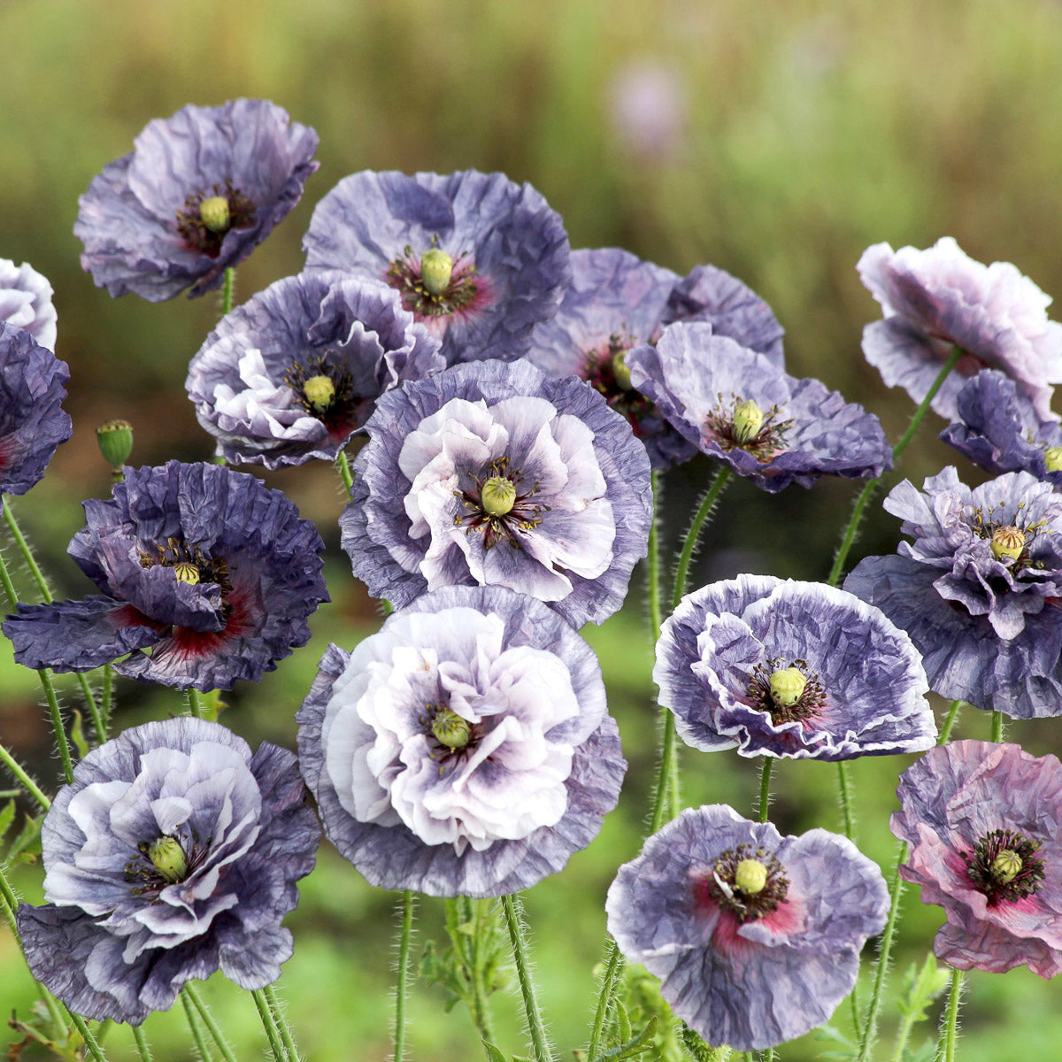 Blumensamen | Papaver rhoeas "Amazing Grey" (Klatschmohn)