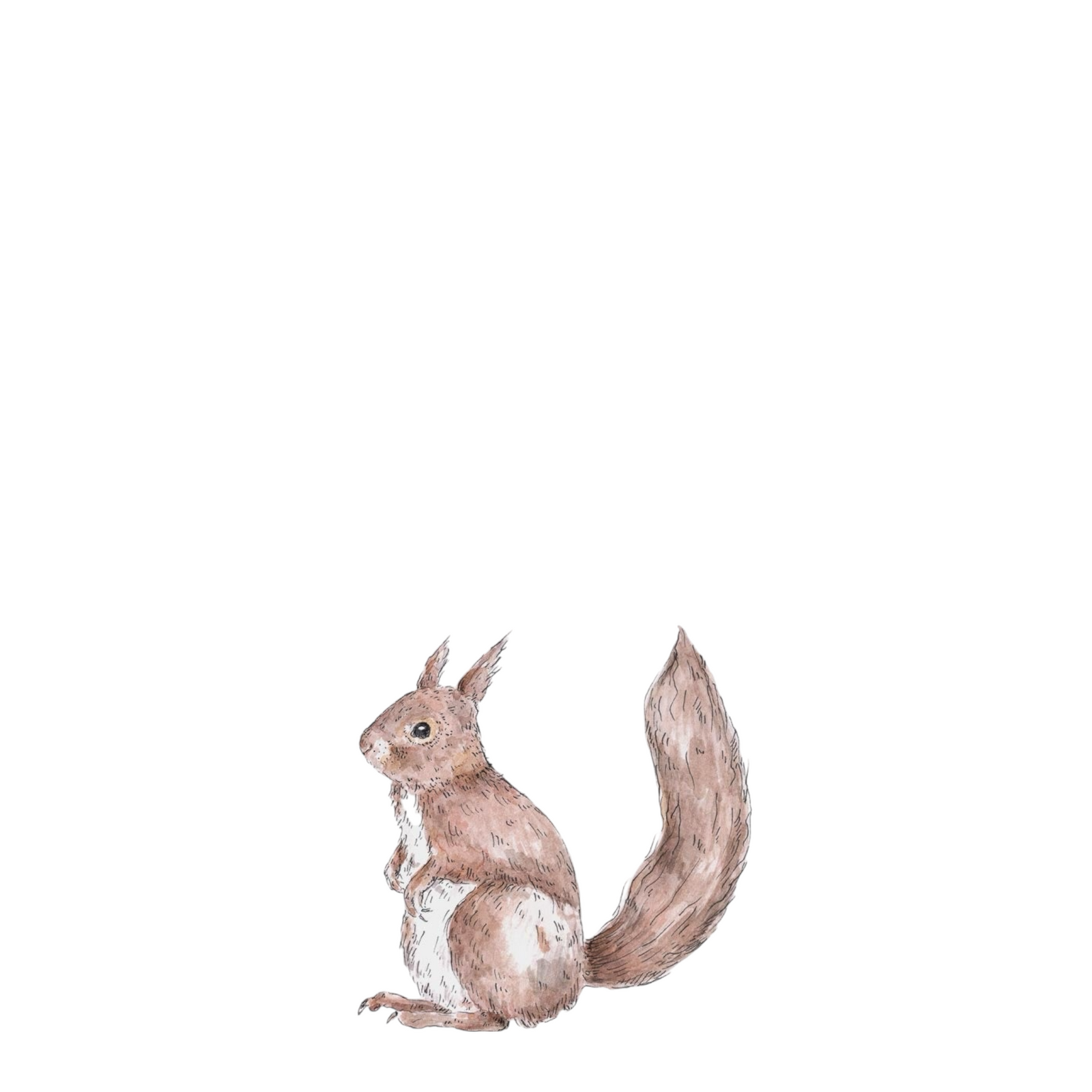 Wandsticker EICHHÖRNCHEN