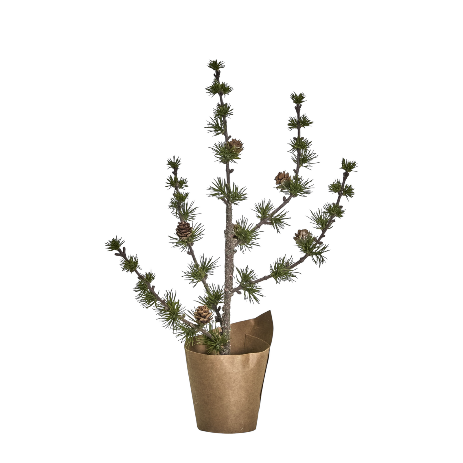 Zedernbaum STAY | 40 cm