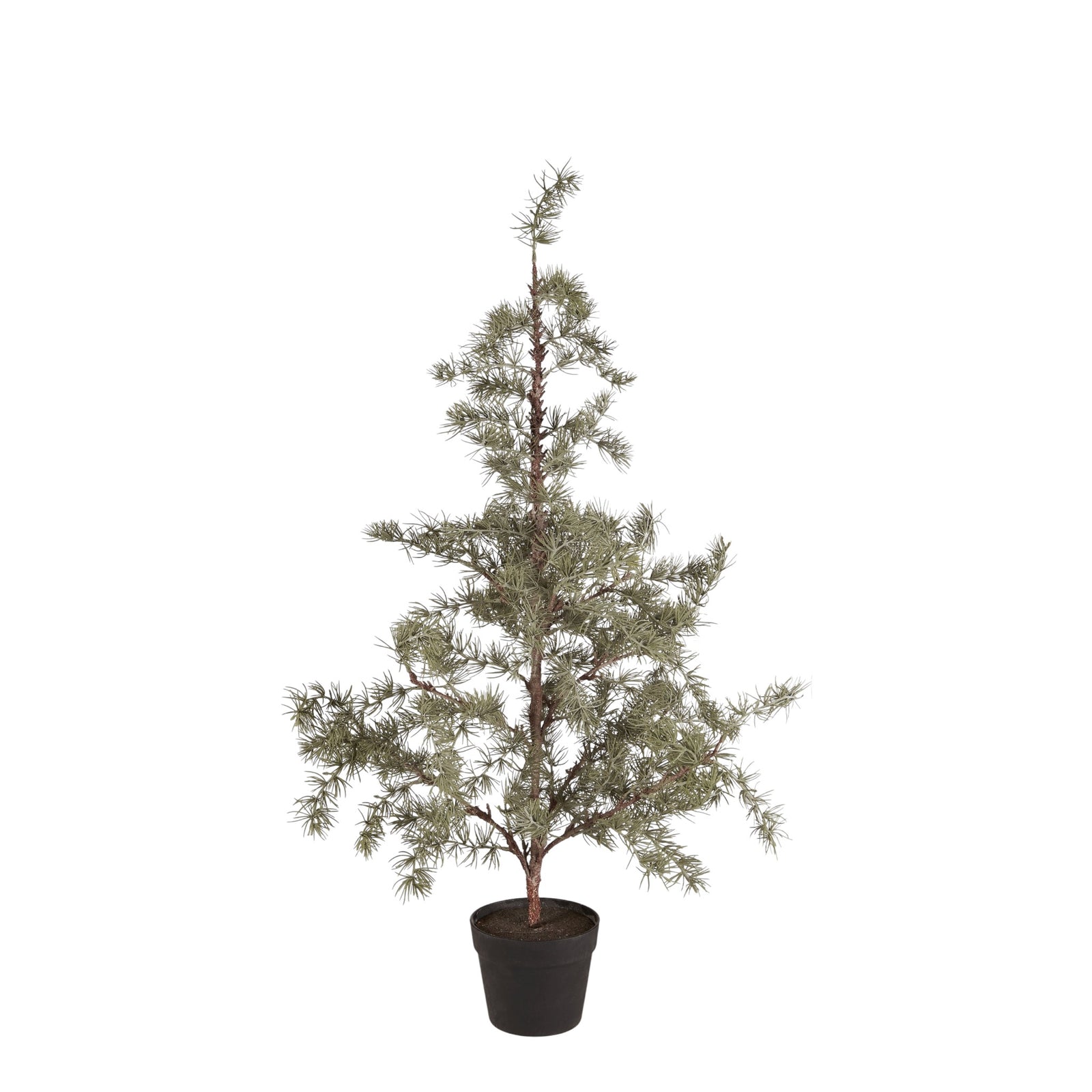 Zedernbaum  Höhe: 105cm