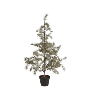 Zedernbaum  Höhe: 105cm