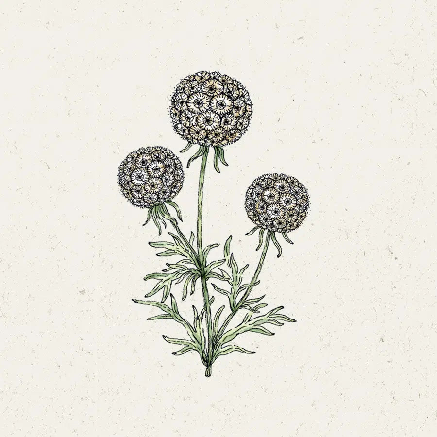 Blumensamen | Scabiosa stellata "Drumstick" (Skabiose)