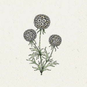 Blumensamen | Scabiosa stellata "Drumstick" (Skabiose)