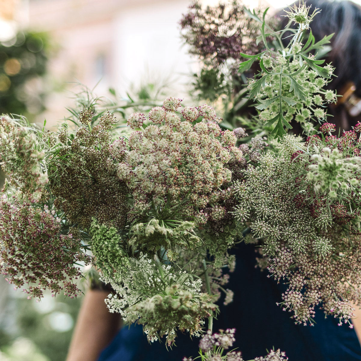 Blumensamen - Daucus carota "Dara" (Wilde Möhre)